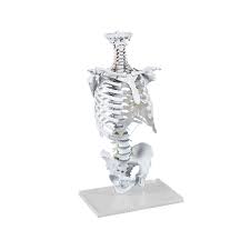 Breathe into your lower rib cage and back. Spine Model With Thoracic Cage Erler Zimmer 4020