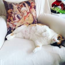 Betul Oktem Adli Kullanicinin Cats Panosundaki Pin