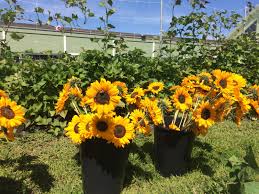 Check spelling or type a new query. Green City Growers Making The Most Out Of Sunflowers
