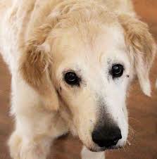 Please try again later, or report it to our customer service team. Pet Lodge Pet Resort Alpharetta Georgia Lovelypet