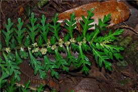 Image result for Pilea johnstonii