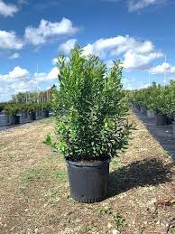 In all but the the poorest of soils there is no need to add a soil amendment to the native soil removed from the planting hole. 2 Wax Myrtle Live Starter Plants Less Than 12 Inches Tall Walmart Com Walmart Com
