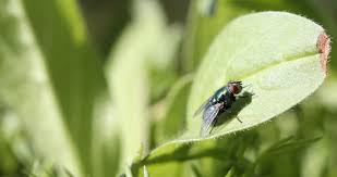 Alle verfügbaren wohnungen sind mit markiert. Fliegen Bunte Blutenbestauber Und Echte Kotzbrocken Wilder Meter