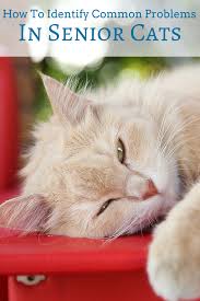 Signs And Symptoms Associated With Senior Cats May Be Subtle And Difficult To Notice Here Are Some Of The Most Common Problems Seen In Senio Cats Cat Diseases Sick Cat