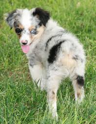 Maybe you would like to learn more about one of these? Toy Mini Australian Shepherd Pups For Sale Co Tug Yurhart Australian Shepherd Dogs Australian Shepherd Puppies Shepherd Puppies