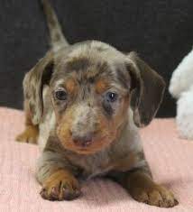 Dantea A Bouncy Uabr Dachshund Puppy For Sale In Caulfield Missouri Dachshund Puppies For Sale Dachshund Puppy Dachshund Breed