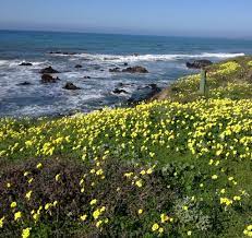 Yellow Flowers Along Moonstone Beach Walkertherapy Org Cambria Christmas Lodge Christmas Lights