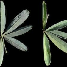 Image result for Tephrosia lupinifolia