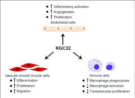 Cardiac, skeletal and smooth muscles are the three types of muscles found in the human body. Rgc32 Functions In Endothelial Cells Vascular Smooth Muscle Cells Download Scientific Diagram