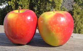 Jazz Vs Kanzi Smackdown Apple Apple Tree Jazz