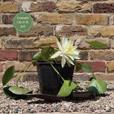 Image result for Nymphaea sulphurea