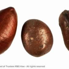 Image result for Monodora grandidieri