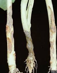 Image result for tomato seedling damping off