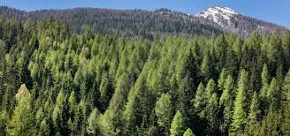 ‫غابة‬‎ ile ilgili görsel sonucu