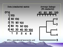 Bacterial Taxonomy