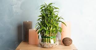 El bambu es una planta leñosa y a la vez herbácea presente en muchos contienentes a excepción de europa, es una planta ornamental que crece muy rápido, es de naturaleza ligera y fácil de moldear por ello es muy usado en la decoracion. Decoracion Con Bambu Hermosa Planta Con Mucho Simbolismo Skup Aut Szczecin Info