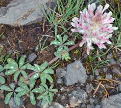 Image result for Trifolium masaiense