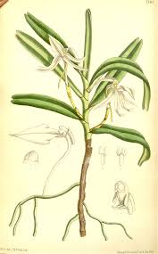 Image result for Angraecum infundibulare