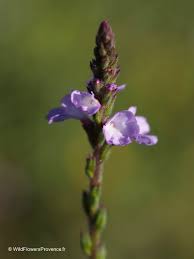 Image result for Verbena officinalis