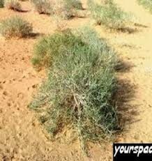 Yourspace النبات البر ي في البلاد العربية