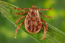 Low Dose Immunotherapy For Tick Borne Diseases And Chronic Illness The Immune Corner