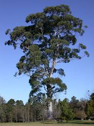 Image result for Eucalyptus grandis