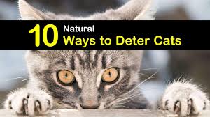 Kitties that are highly motivated by food will find the counter extremely tempting proving too hard to resist when. 10 Natural Ways To Deter Cats And Keep Them Away