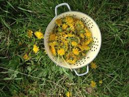 16 Dandelion Recipes The Prairie Homestead