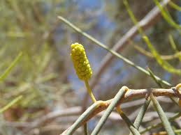 Image result for Acalypha brachystachya