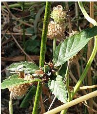 Image result for Acrotome inflata