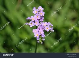 Image result for Heliotropium amplexicaule