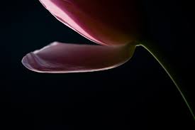 Macro Photography Lighting The Ultimate Guide To Macro Light