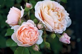 Elenco di tutti i nomi di fiori e piante.generatore di parole gratuito per il gioco nomi cose città animali. Fiori Ecco Dove Nascono Le Rose Con I Nomi Degli Stilisti 9 Di 14 Milano Repubblica It
