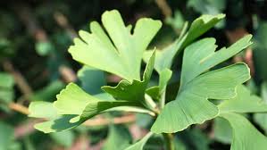 A very durable tree for any spaces where horizontal space is restricted. Ginkgo Biloba Princeton Sentry Treeebb Online Tree Finding Tool Ebben Nurseries