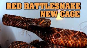 We did not find results for: Red Western Diamondback Rattlesnake In Her New Enclosure One Of A Kind Youtube
