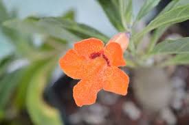 Image result for Pterodiscus aurantiacus