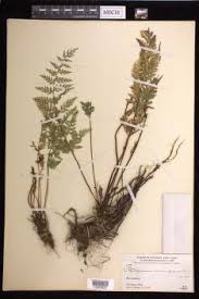 Image result for Pityrogramma calomelanos