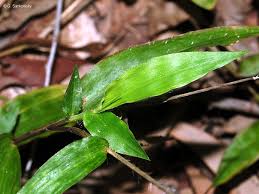 Image result for Oplismenus compositus