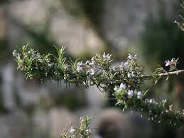 Harvest rosemary after new growth is generated, typically 6 weeks after planting. How To Harvest Rosemary