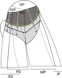 The shoulder is comprised of a ball (humerus) and socket (scapula), bones, ligaments, tendons and muscles that move the arms and connect them to the torso. Capsular Attachment Of The Subregions Of Rotator Cuff Muscles Springerlink