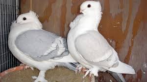 قُلْ لَا أَجِدُ bahkan telah warid halalnya makan burung merpati (dara) dengan dalil bahwa para shahabat radhiyallahu 'anhum maka itu menunjukkan bahwa makan burung merpati (dara) adalah boleh. Burung Merpati Berparuh Pendek Satinette Niadi Net