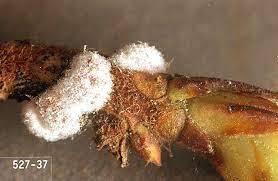 One product with good directions on the label for applying. Rhododendron Rhododendron Azalea Bark Scale Pacific Northwest Pest Management Handbooks