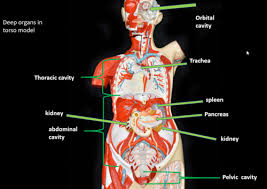 Biology supplies, medical simulators, anatomical models, physics Ex 1 And 2 Torso Model Organs Body Cavities And Quadrants Flashcards Quizlet