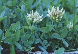 Image result for Trifolium wentzelianum