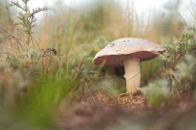 раз два три четыре пять я иду тебя искать Pin By Anatolij Fedorov On Griby In 2020 Stuffed Mushrooms Photographer Professional Photographer