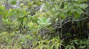 Image result for Olacaceae