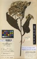 Image result for Vernonia auriculifera