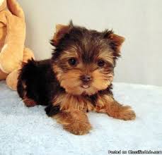 Teacup Black And Brown Yorkie Teacup Yorkie Girl Irie Price 1000 For Sale In Littlerock California Teacup Yorkie Yorkie Puppy Girl Yorkie