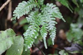 Image result for Pteris friesii