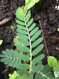 Image result for Phyllanthus polyspermus